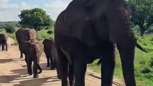 The Moment Elephants when a group of passed by