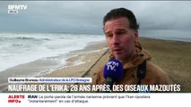 Oiseaux retrouvés mazoutés à cause de l'Erika: “Cette année, on est déjà à 27 oiseaux touchés”, confie Guillaume Bruneau, administrateur de la LPO Bretagne
