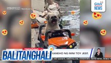 Asong tila nagmamaneho ng mini toy jeep benta sa netizens | Balitanghali