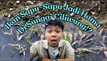 Populasi Ikan Sapu-Sapu Meledak, Ekosistem Sungai Ciliwung Terancam