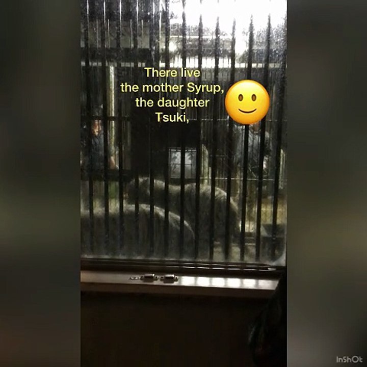 The White Tiger Family in the Backyard