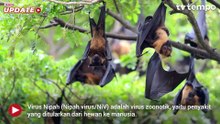 Mengenal Virus Nipah dan Cara Pencegahannya