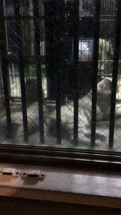 The White Tiger Kids in the Backyard, Relaxing