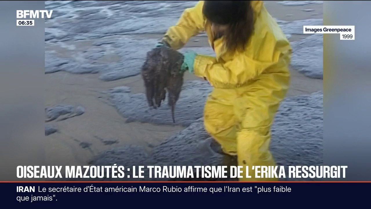 Oiseaux mazouté: 26 ans après son naufrage, du fioul s'échappe encore du pétrolier Erika et a des conséquences sur l'environnement et les animaux