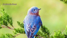 Eastern Bluebird Call and Song