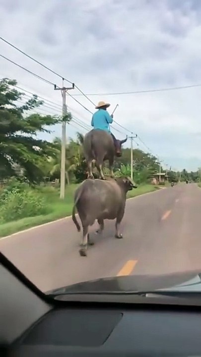 You've probably never seen a scene like thisbefore!
