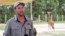 Sydney Zoo shows off newest Giraffe resident to visitors