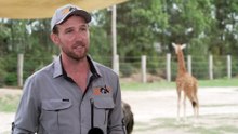 Sydney Zoo shows off newest Giraffe resident to visitors