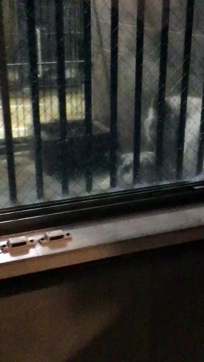 The White Tiger Kids Grooming Each Other in the Backyard