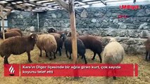 Sis çöktü, felaket geldi! Bir gecede 200 koyun öldü: 'İlk kez böyle bir olayla karşılaştım'