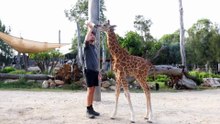 Sydney Zoo shows off newest giraffe resident to visitors