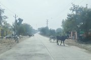 Kota: आवारा गाय और सांडों की बढ़ती संख्या से सड़क दुर्घटनाओं का खतरा