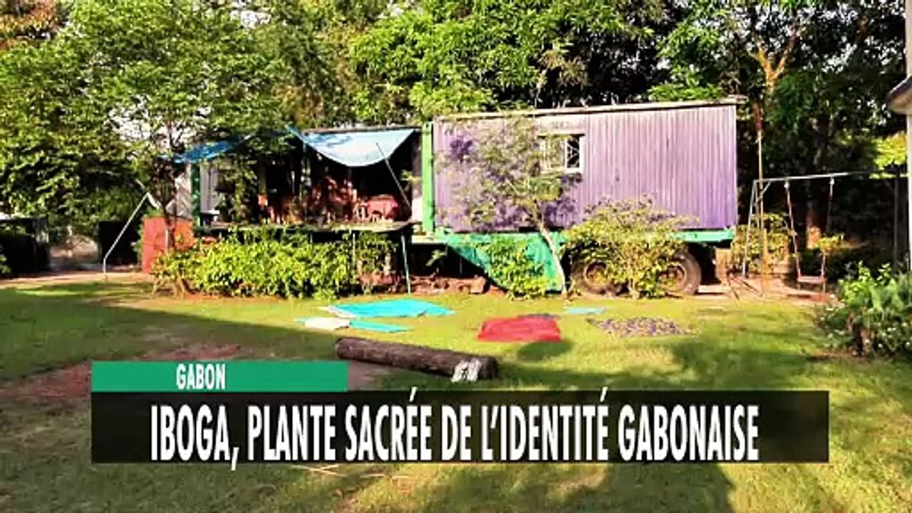 [#Reportage] Iboga, plante sacré de l'identité gabonaise