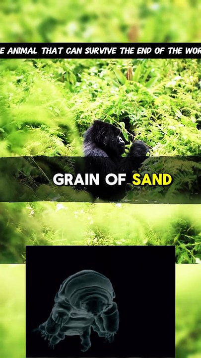 The Animal That Can Survive the End of the World