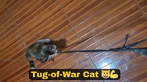 Cat turns simple task into tug of war by refusing to release rope during box tying