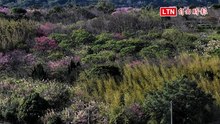 春之饗宴！陽明山平菁街寒櫻綻放 鵝尾山梯田波斯菊交織入畫