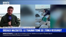 Naufrage de l'Erika: la surprise des habitants de Fouesnant après que 17 oiseaux mazoutés ont été retrouvés depuis le début de l'année