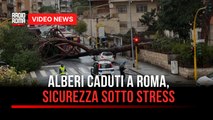 Alberi caduti a Roma, sicurezza sotto stress