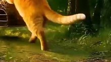 Ai animated orange cat funny cartoon video 😹💥  White tiger Cubs Taken by a Fat Cat!_