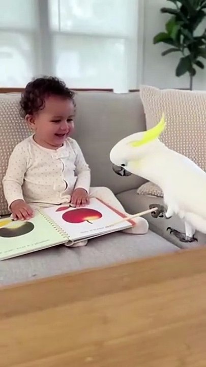 “You’re not serious at all… Tinny gave up 😂🦜”.#talkingparrot #usareels #petcommunity #usapets  (1)