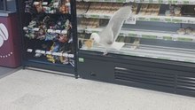 Cheeky seagull nabs sandwich from a shop and casually enjoys it