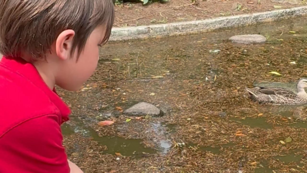 Duck attacks a frog as a little boy releases it into a pond