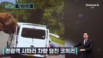 [김종석의 리포트]“먹을 거 내놔” 코끼리 차량 습격