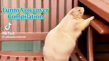 Funny Animals voice over video