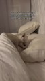 Naughty Chihuahua Sneaks onto Off Limits Pillows