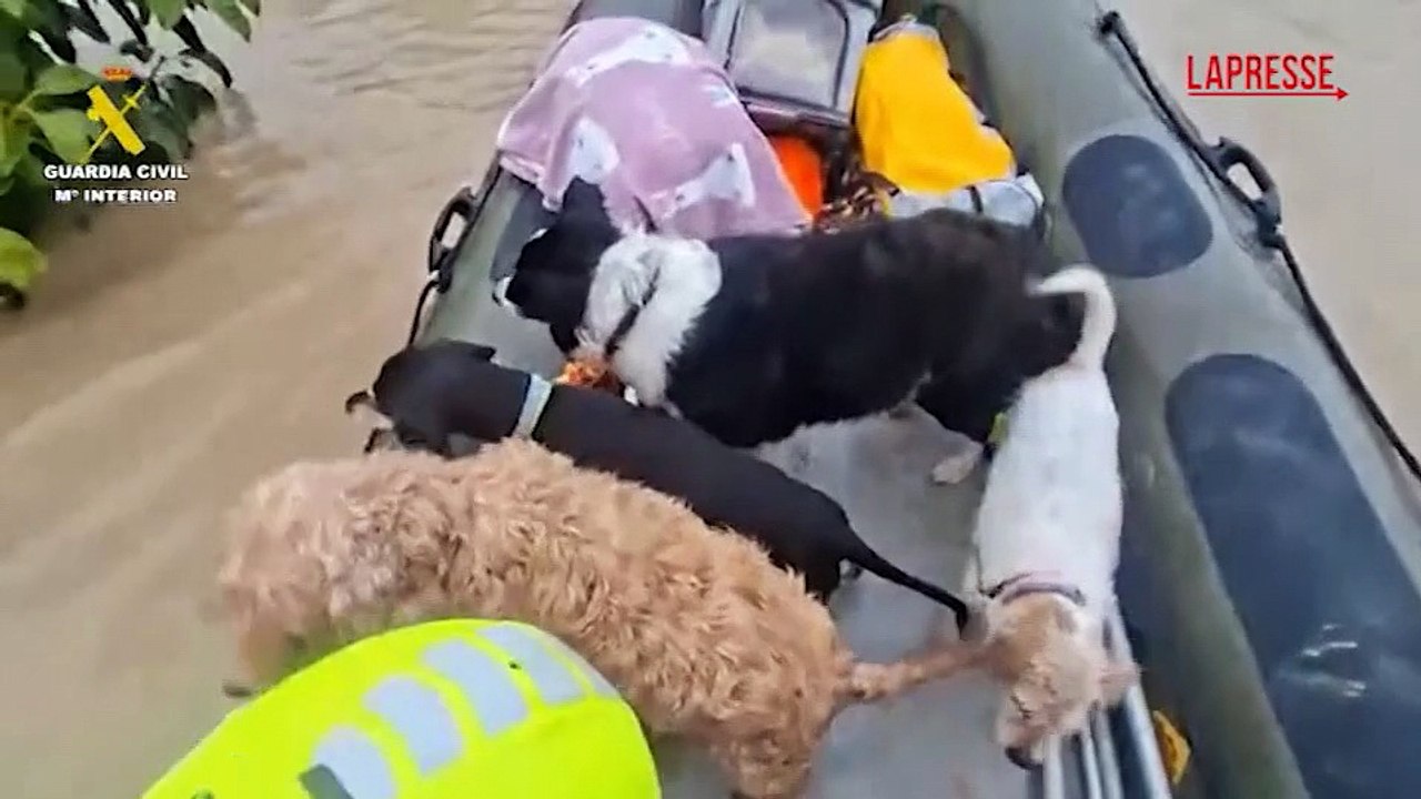 Spagna, inondazione nella regione di Jerez de la Frontera: le immagini del salvataggio degli animali
