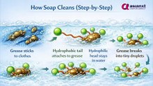 About Soaps and Detergents