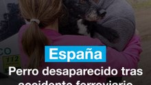 Boro, el perro desaparecido tras la tragedia de Adamuz, se reencontró con su familia