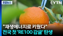 "재생에너지로 키웠다"...전국 첫 ’RE100 감귤’ 탄생 / YTN