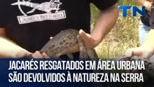 Jacarés resgatados em área urbana são devolvidos à natureza na serra