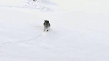 🔥 A female Snow Leopard tries to take down a large male Himalayan Ibex - Kibber, India