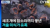 새조개에 참소라까지 풍년...겨울 미식가 유혹 / YTN