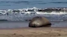 PROFEPA: Elefante marino continúa en la playa de Los Ayala, Nayarit, y se encuentra bien de salud