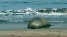 🦭🌊 Profepa informó que el elefante marino visto en Nayarit se encuentra bien de salud