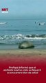 🦭🌊 Profepa informó que el elefante marino visto en Nayarit se encuentra bien de salud
