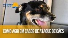 Como agir em casos de ataque de cães