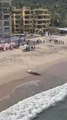Increíbles imágenes de un león marino avistado en una playa de México