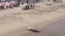Increíbles imágenes de un león marino avistado en una playa de México