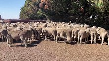 Crookwell Flock Ewe shares the bright spots in a tough season