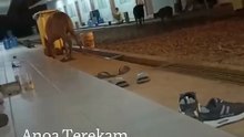 Anoa Terekam Berkeliaran di Permukiman Pekerja Tambang Konawe