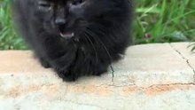 meowing kitten to attract cats