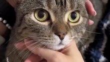 cute kitten