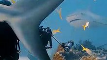 Tiger shark ocean hunting underwater