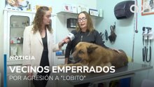 Vecinos exigen justicia por "Lobito" tras ser arrojado por un sujeto