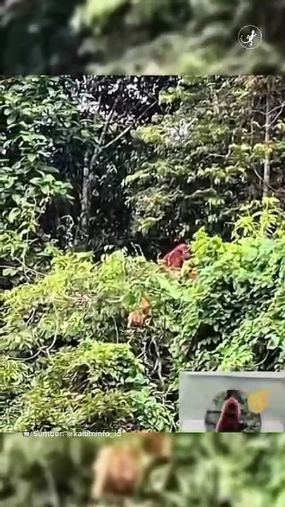 Lutung Merah Terpantau di Loa Kulu, Kutai Kartanegara