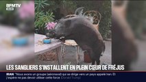 Des sangliers installés en plein cœur de Fréjus